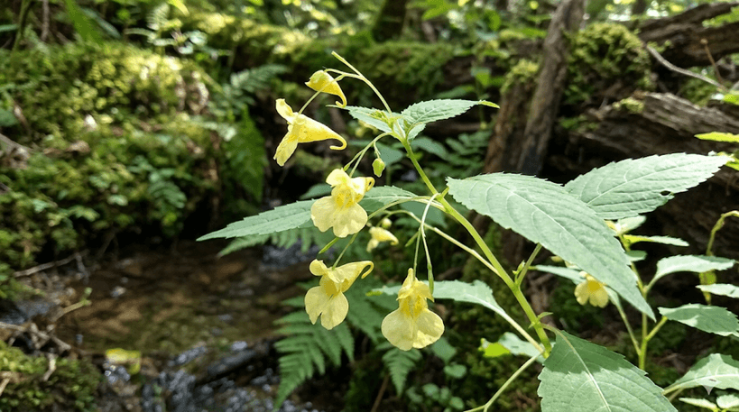 Mounting Jewelweed